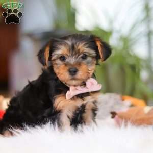 Millie, Yorkie Puppy